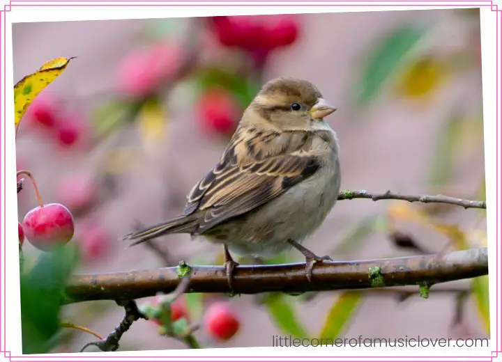 Famous Songs About Sparrows