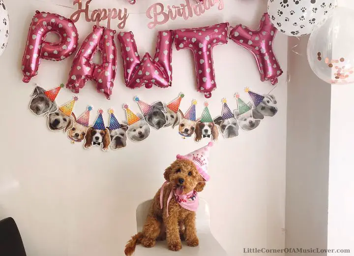 40 Great Happy Birthday Wishes for Dogs