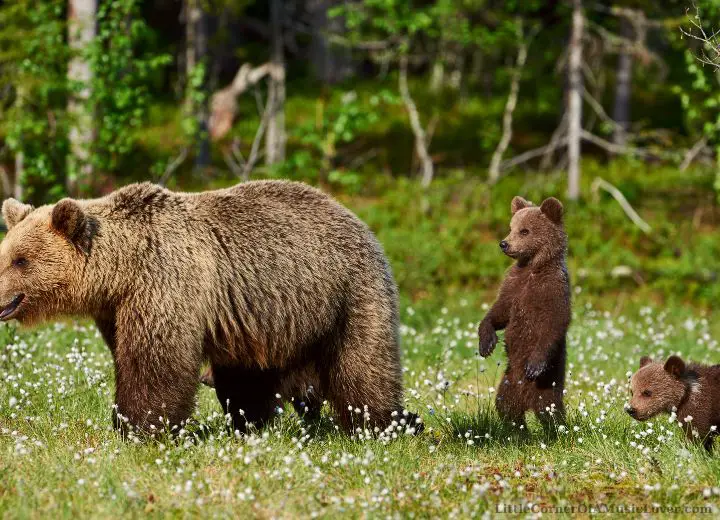 Great Songs About Bears of All Time, Ranked, Youtube Lyrics
